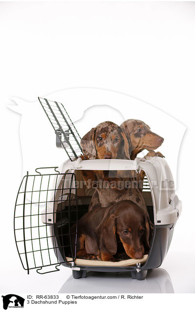 3 Dackel Welpen / 3 Dachshund Puppies / RR-63833
