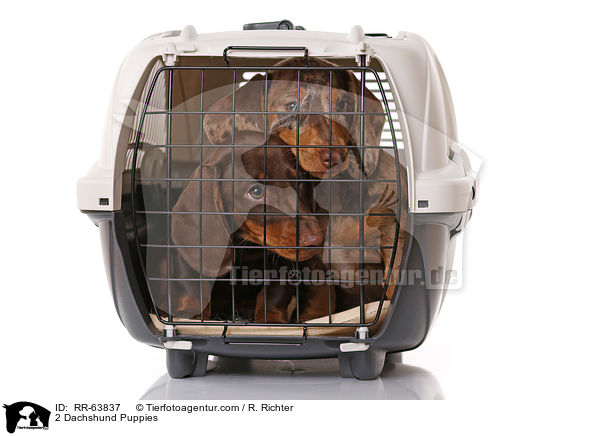 2 Dachshund Puppies / RR-63837