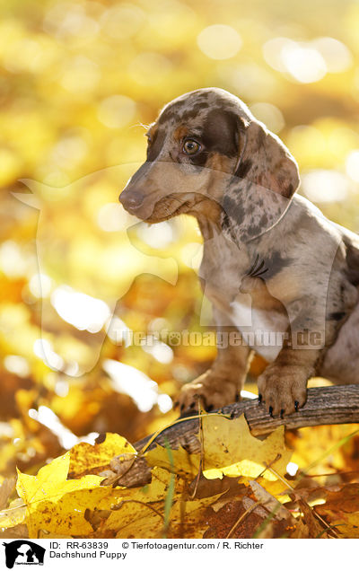 Dachshund Puppy / RR-63839
