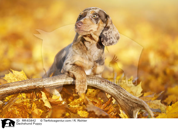 Dachshund Puppy / RR-63842