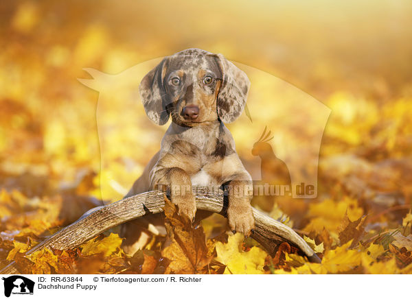 Dachshund Puppy / RR-63844