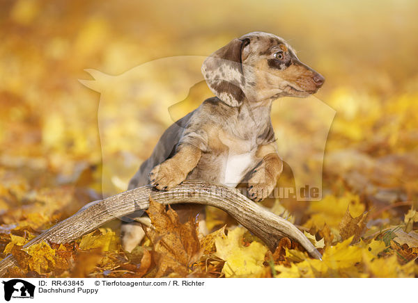 Dachshund Puppy / RR-63845