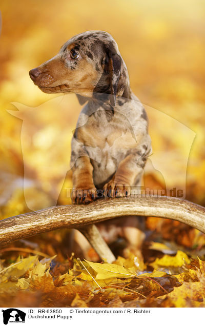 Dachshund Puppy / RR-63850