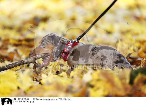 Dachshund Puppy / RR-63852