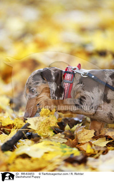 Dachshund Puppy / RR-63853