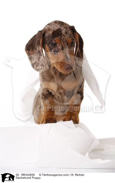Dackel Welpe / Dachshund Puppy / RR-63858
