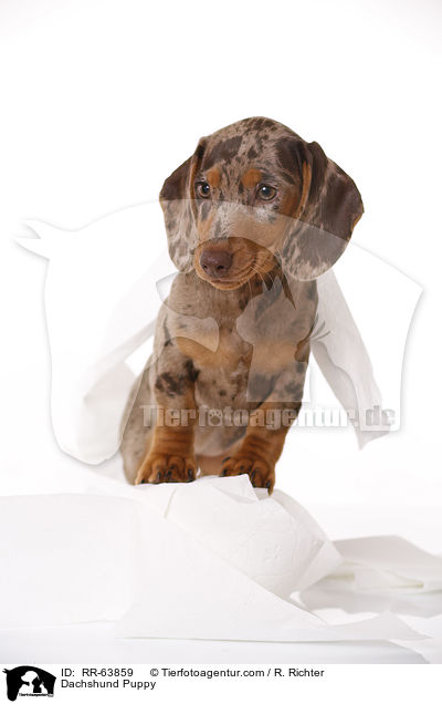 Dackel Welpe / Dachshund Puppy / RR-63859