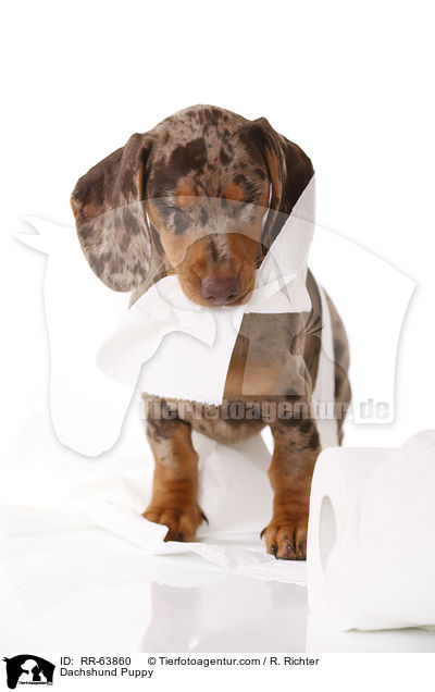 Dackel Welpe / Dachshund Puppy / RR-63860