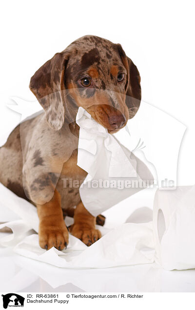 Dackel Welpe / Dachshund Puppy / RR-63861