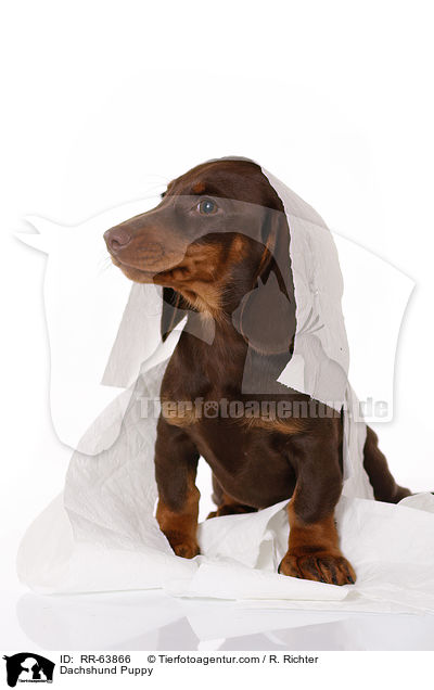 Dackel Welpe / Dachshund Puppy / RR-63866