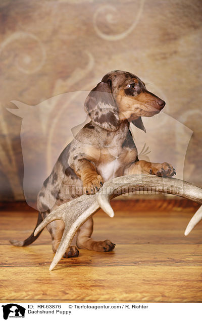 Dachshund Puppy / RR-63876