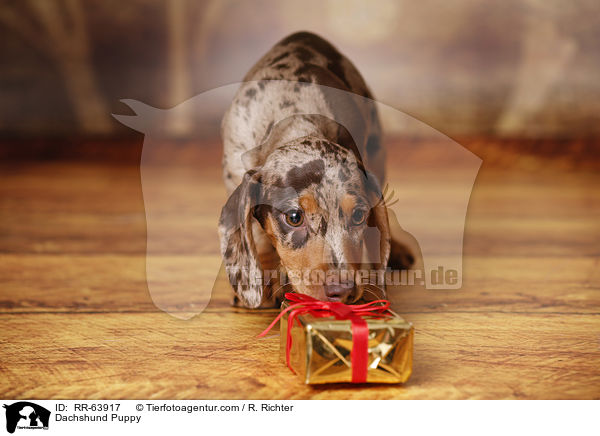 Dackel Welpe / Dachshund Puppy / RR-63917