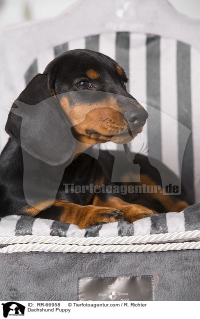 Dackel Welpe / Dachshund Puppy / RR-66958