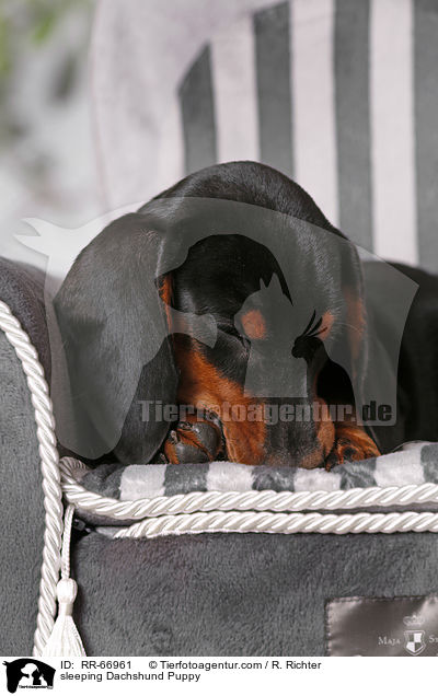 schlafender Dackel Welpe / sleeping Dachshund Puppy / RR-66961