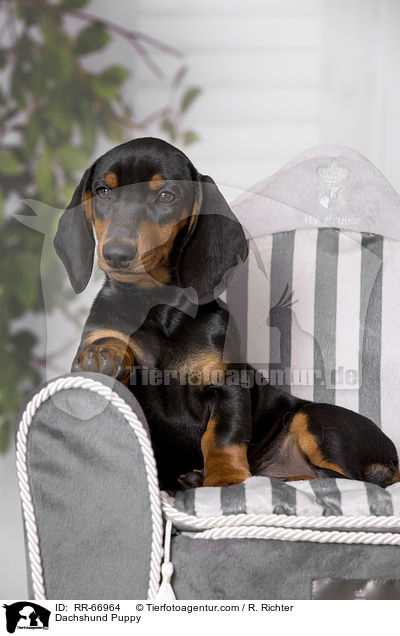 Dackel Welpe / Dachshund Puppy / RR-66964