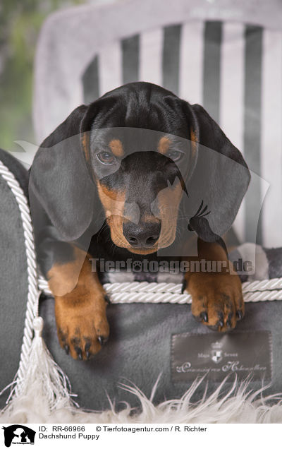 Dackel Welpe / Dachshund Puppy / RR-66966