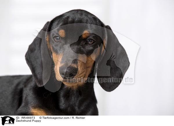 Dachshund Puppy / RR-66973