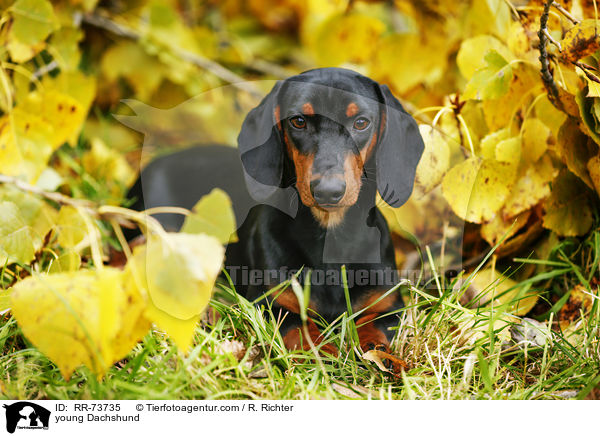 junger Dackel / young Dachshund / RR-73735
