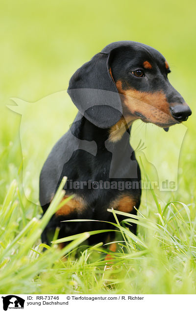 junger Dackel / young Dachshund / RR-73746