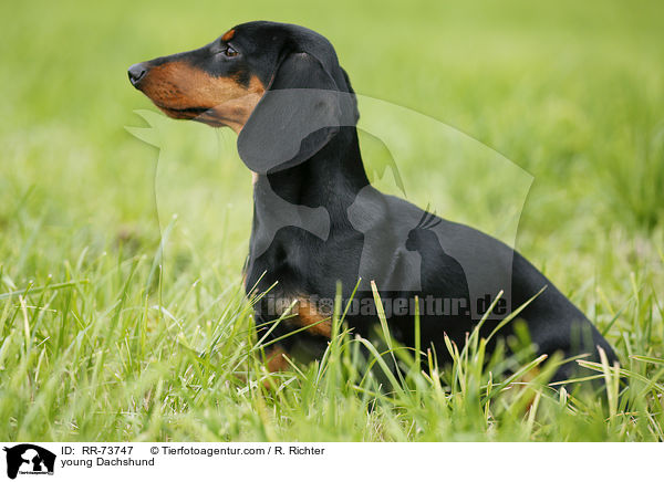 junger Dackel / young Dachshund / RR-73747