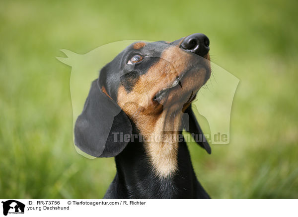 junger Dackel / young Dachshund / RR-73756