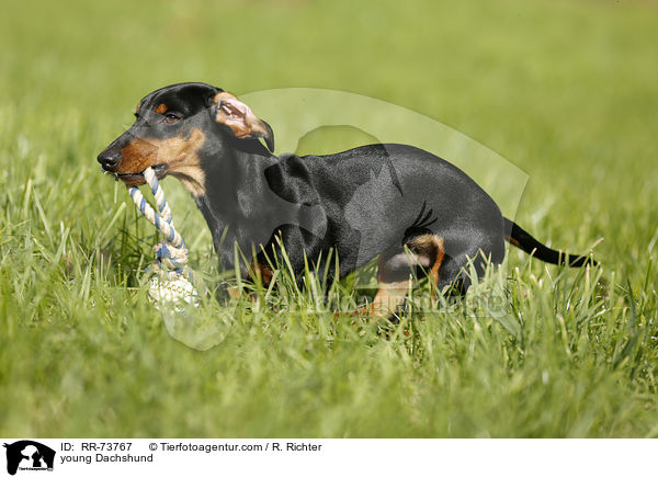 junger Dackel / young Dachshund / RR-73767