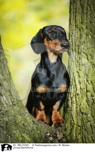 junger Dackel / young Dachshund / RR-73783