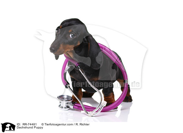 Dachshund Puppy / RR-74481