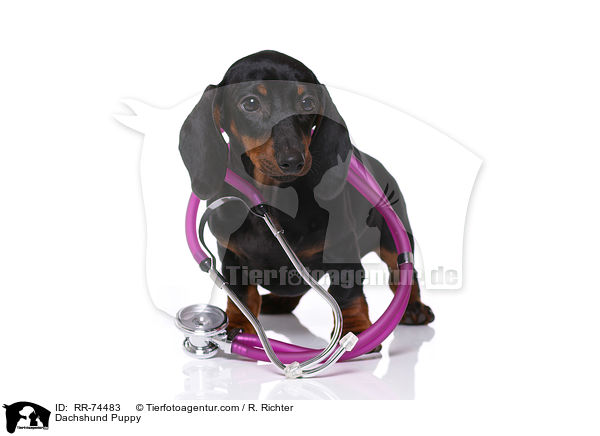 Dachshund Puppy / RR-74483