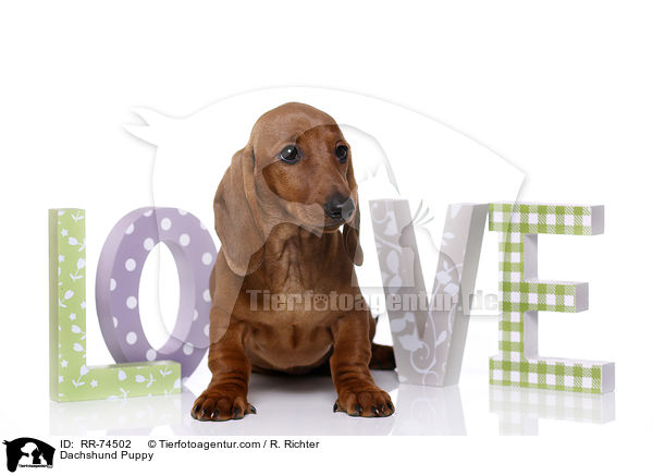 Dackel Welpe / Dachshund Puppy / RR-74502