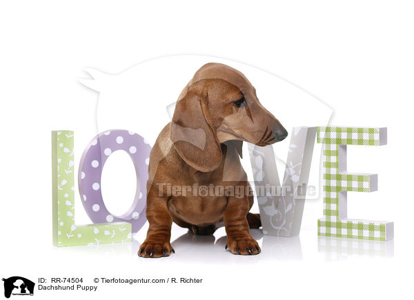Dackel Welpe / Dachshund Puppy / RR-74504