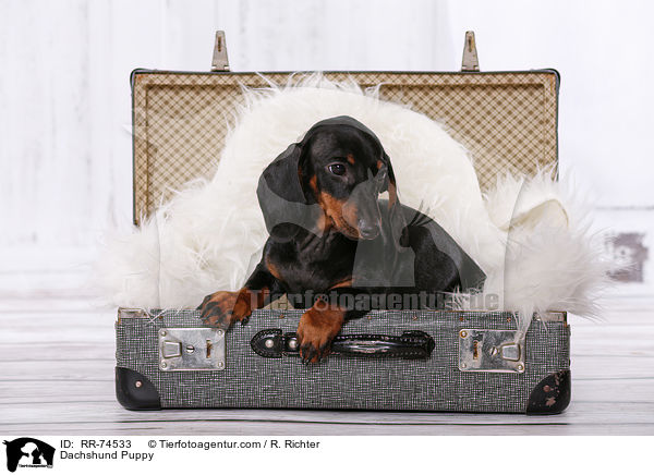 Dackel Welpe / Dachshund Puppy / RR-74533