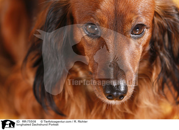 longhaired Dachshund Portrait / RR-75508