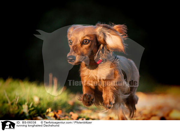 running longhaired Dachshund / BS-06038