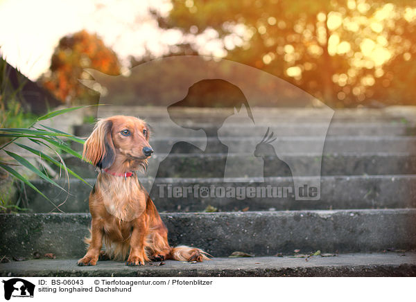 sitzender Langhaardackel / sitting longhaired Dachshund / BS-06043