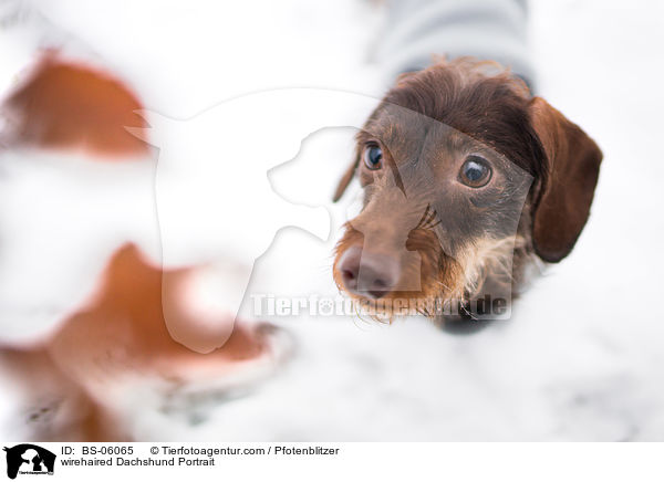Rauhaardackel Portrait / wirehaired Dachshund Portrait / BS-06065
