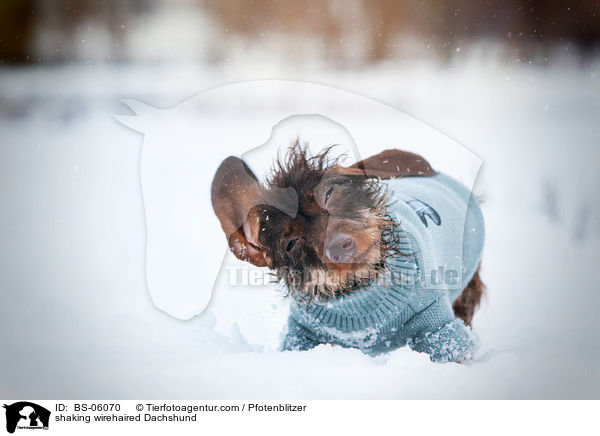 Rauhaardackel schttelt sich / shaking wirehaired Dachshund / BS-06070