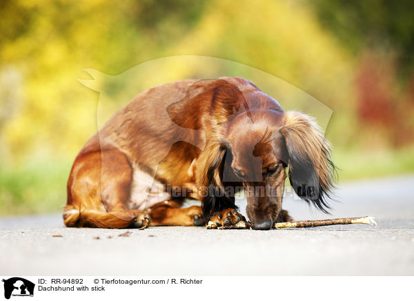 Dackel mit Stock / Dachshund with stick / RR-94892