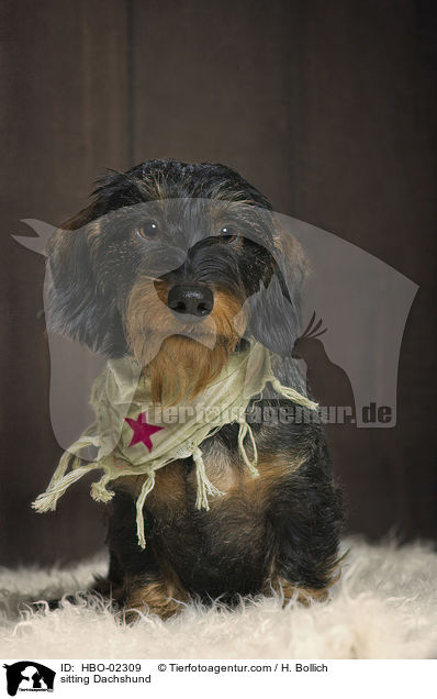 sitzender Dackel / sitting Dachshund / HBO-02309