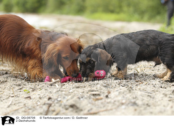 2 Dachshunds / DG-08706