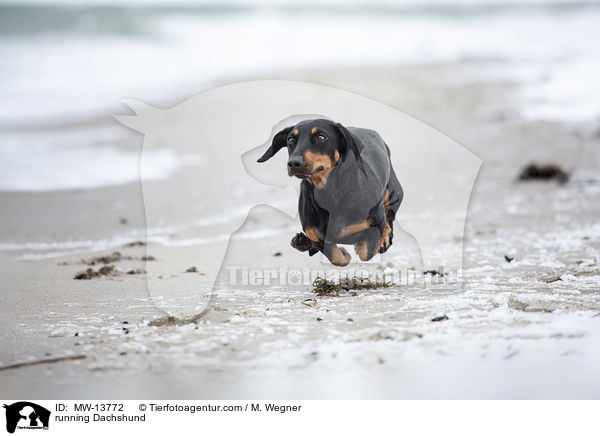 rennender Dackel / running Dachshund / MW-13772
