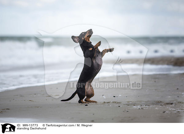 stehender Dackel / standing Dachshund / MW-13773