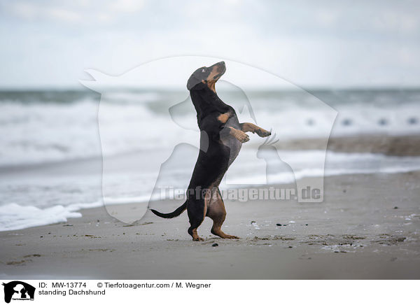 stehender Dackel / standing Dachshund / MW-13774