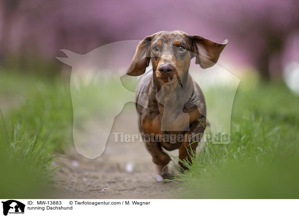 running Dachshund / MW-13883