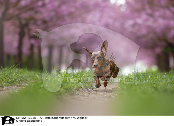 running Dachshund / MW-13885