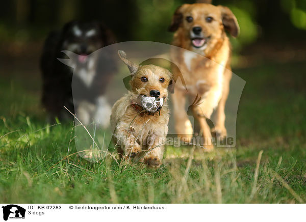 3 Hunde / 3 dogs / KB-02283