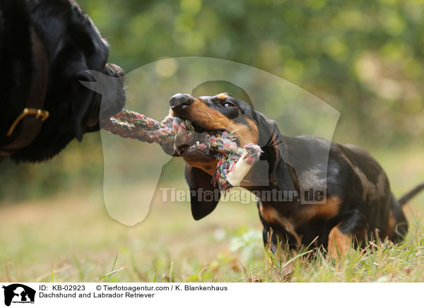 Dachshund and Labrador Retriever / KB-02923