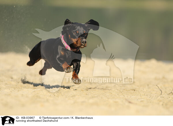 rennender Kurzhaardackel / running shorthaired Dachshund / KB-03967