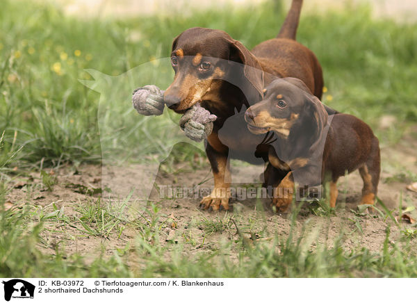 2 shorthaired Dachshunds / KB-03972