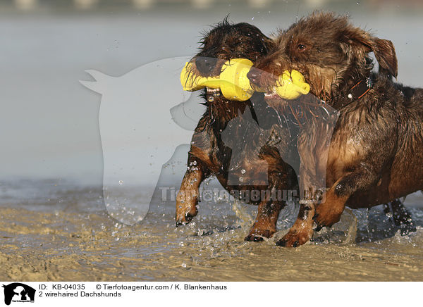 2 Rauhaardackel / 2 wirehaired Dachshunds / KB-04035